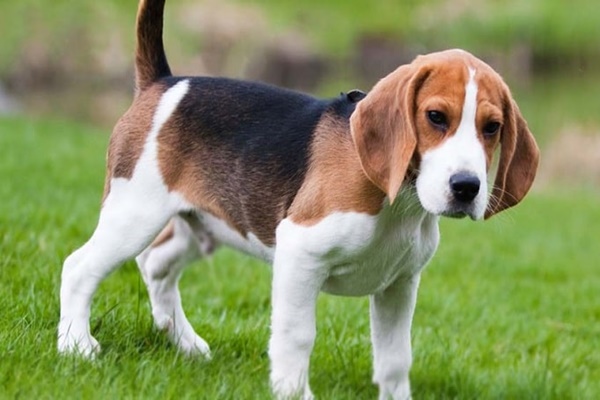 cucciolo di american foxhound