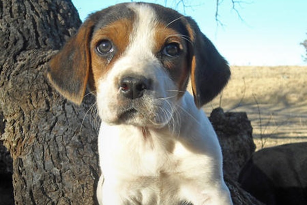 prendersi cura dei cuccioli di cane