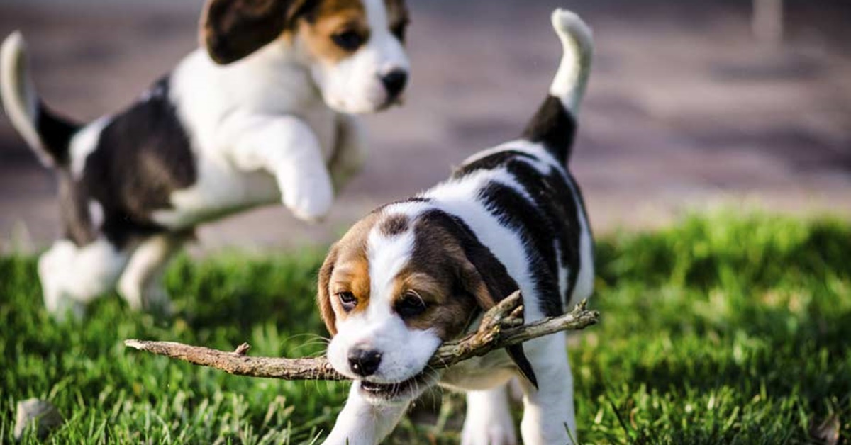 Cuccioli di American Foxhound: caratteristiche e come prendersene cura