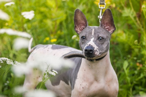 insegnare al cane a passeggiare al guinzaglio