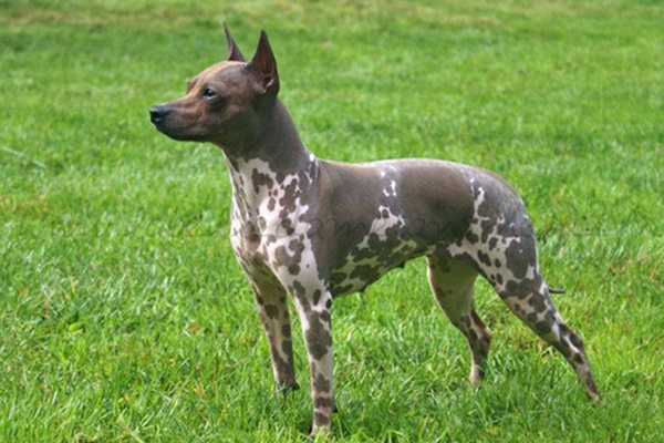 cane che gioca all'aria aperta