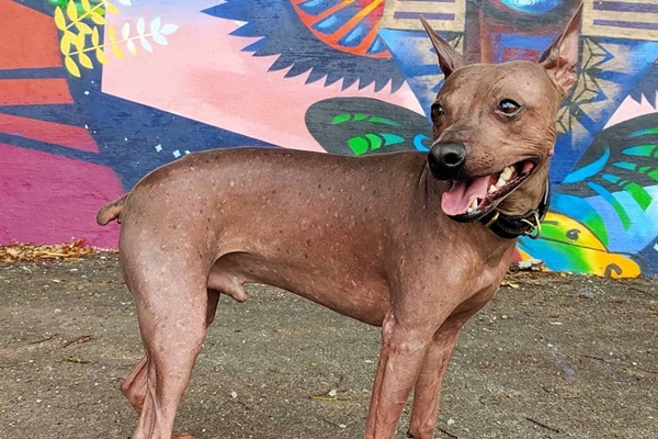 cane che fa una passeggiata