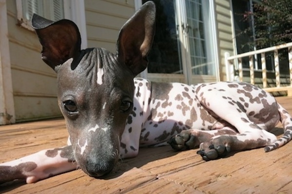 american hairless terrier nero e bianco