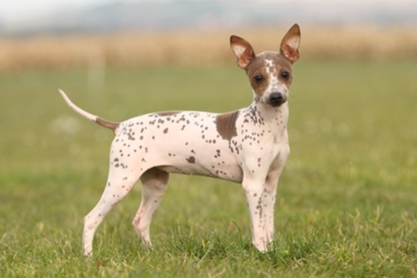 cane che gioca sul prato