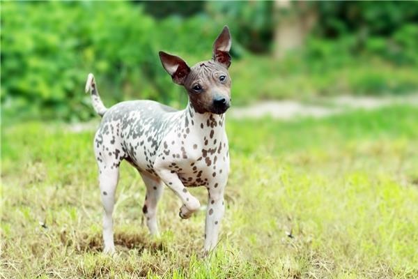 cane dolce ed energico che ha voglia di giocare