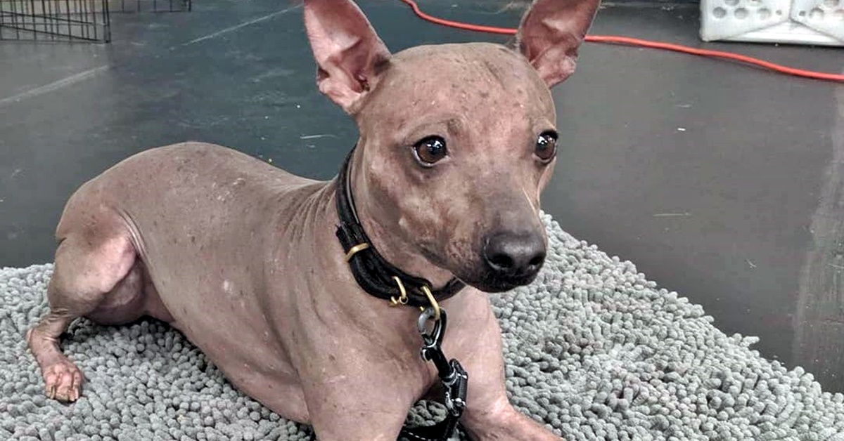 American Hairless Terrier malattie: le più comuni, i sintomi e cosa sapere