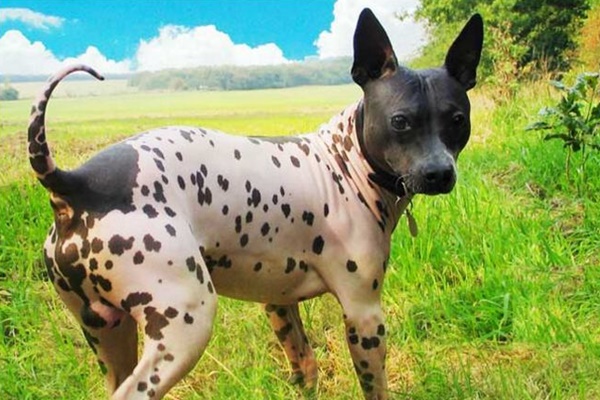 cane di colore bianco e nero