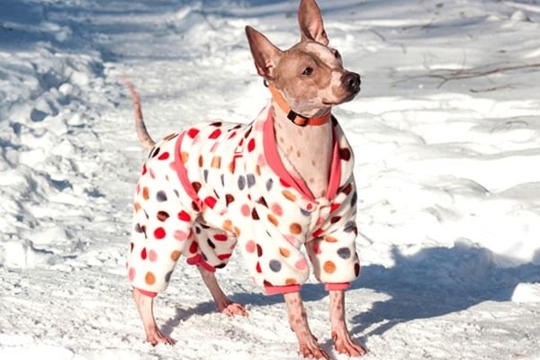 cane con il giubbotto per il freddo