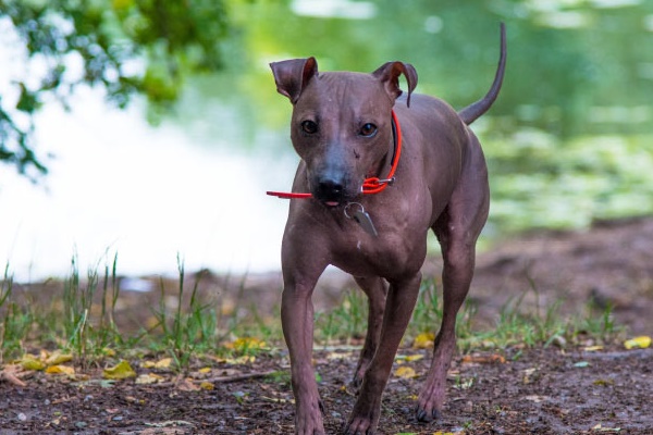 cane che gioca in riva a un fiume