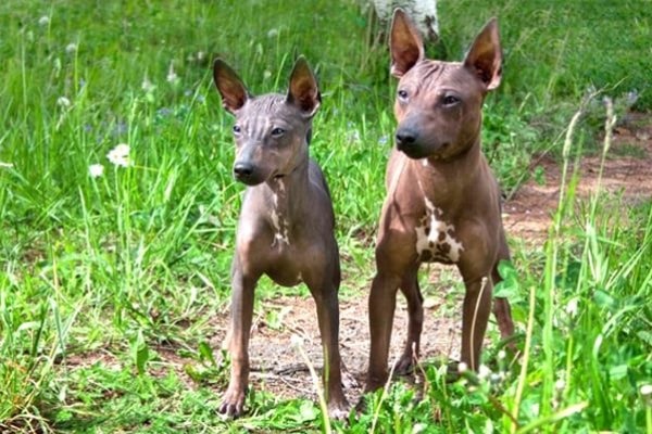 due esemplari di american hairless terrier