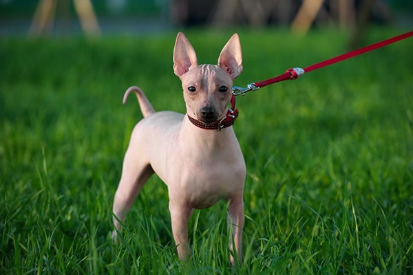 insegnare al cane a camminare al guinzaglio