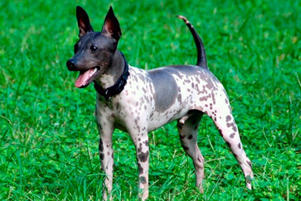 un esemplare di american hairless terrier