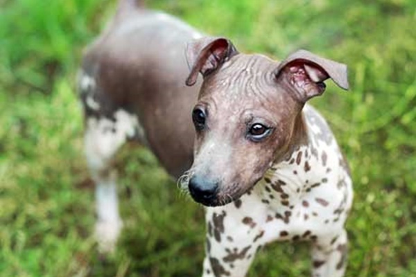 cucciolo di american hairless terrier