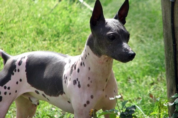 portare il cane al parco