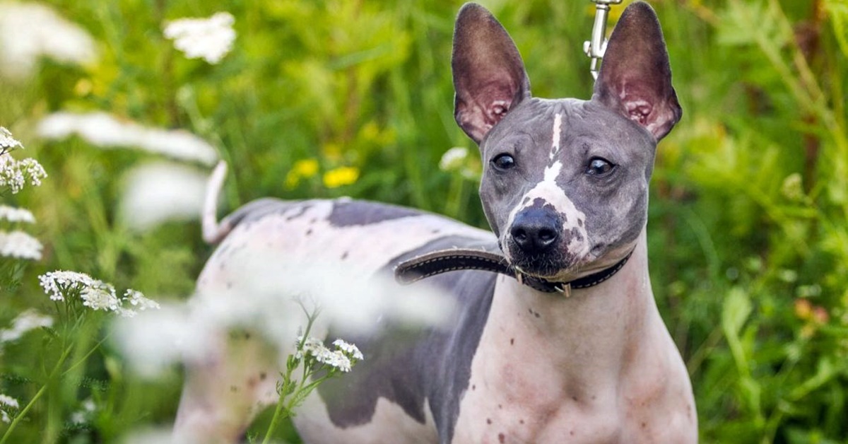 American Hairless Terrier: storia accurata della razza, dalle origini a oggi