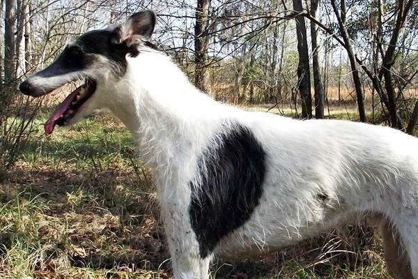 cane che passeggia nel bosco