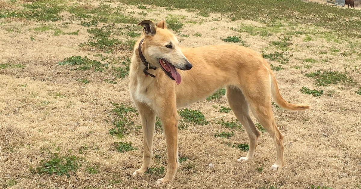 American Staghound, cosa mangia? Alimenti consigliati e dritte utili