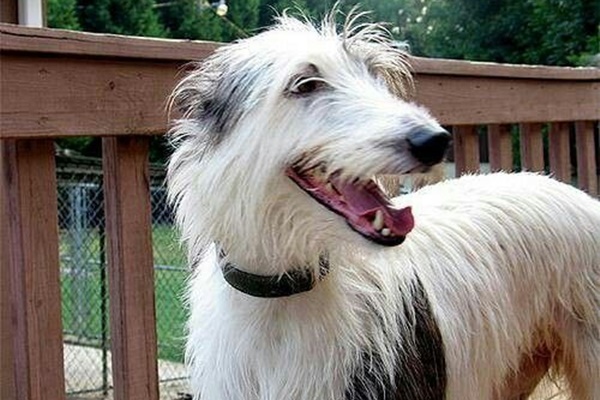 esemplare di american staghound