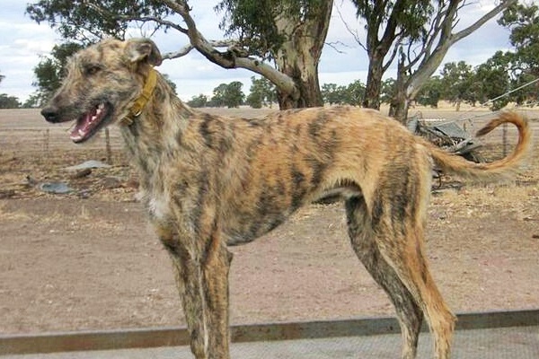 cane che vive in campagna