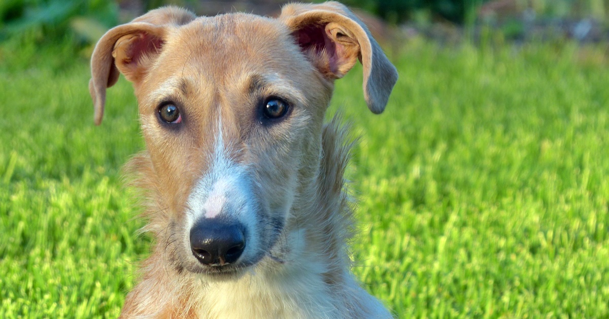 American Staghound, malattie comuni: tutte le più frequenti e come evitarle