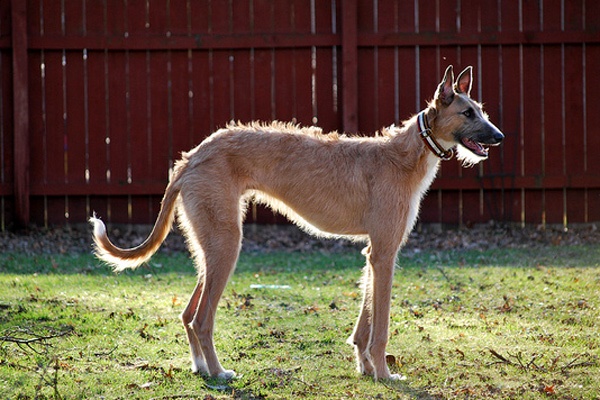 allestire un giardino per il cane