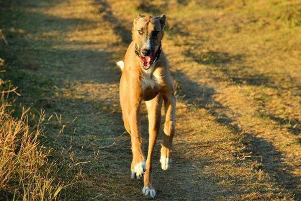 american staghound corre veloce