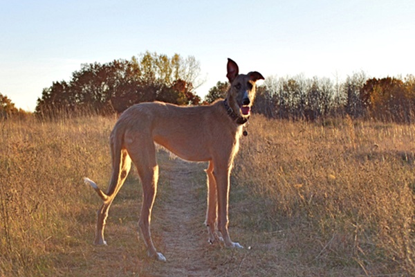 vivere in campagna con il cane