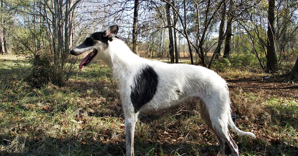 American Staghound, salute e benessere: tutte le cure per farlo stare bene