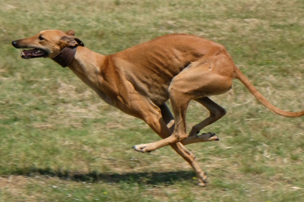 levriero cane più veloce del mondo