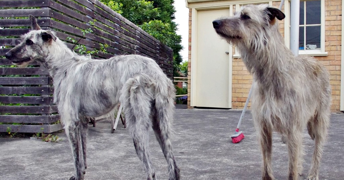 American Staghound, storia e origini: tutto sulla nascita e l’evoluzione della razza