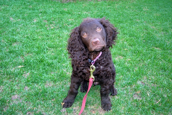 cucciolo di american water spaniel