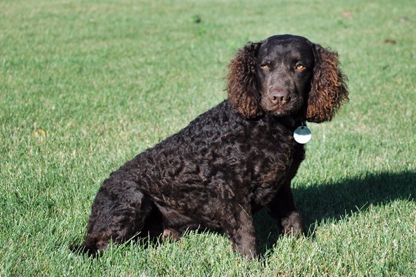 cane con il collare e la medaglietta