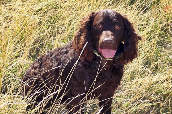 cane che caccia tra l'erba e la natura