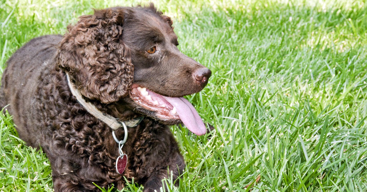 American Water Spaniel, addestramento: cosa sapere per evitare errori