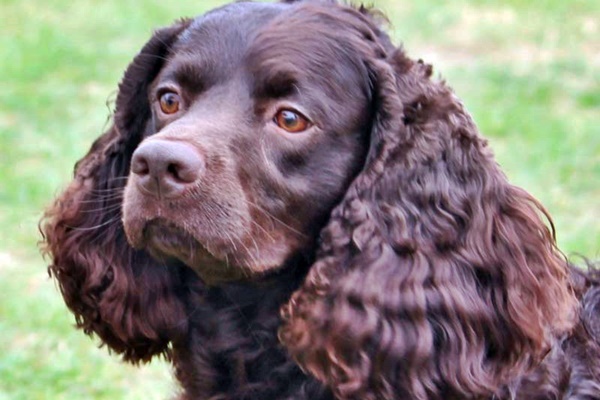 cane con le orecchie lunghe