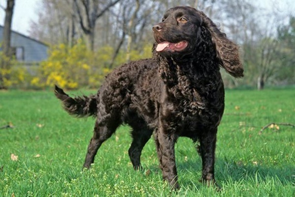 esemplare di american water spaniel