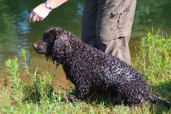 addestrare il cane a nuotare