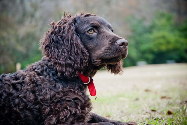 cane con il pelo riccio