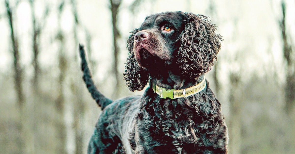 American Water Spaniel, carattere e indole: cosa sapere su questo cane