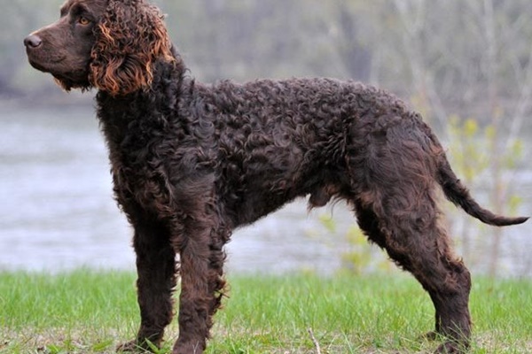 cane da caccia in acqua