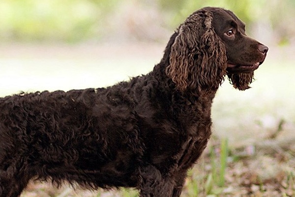 cane con il mantello riccio e marrone