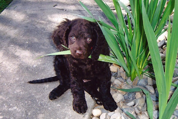 cucciolo di american water spaniel