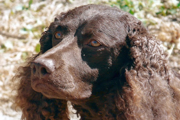 cane con il muso allungato e il tartufo grande