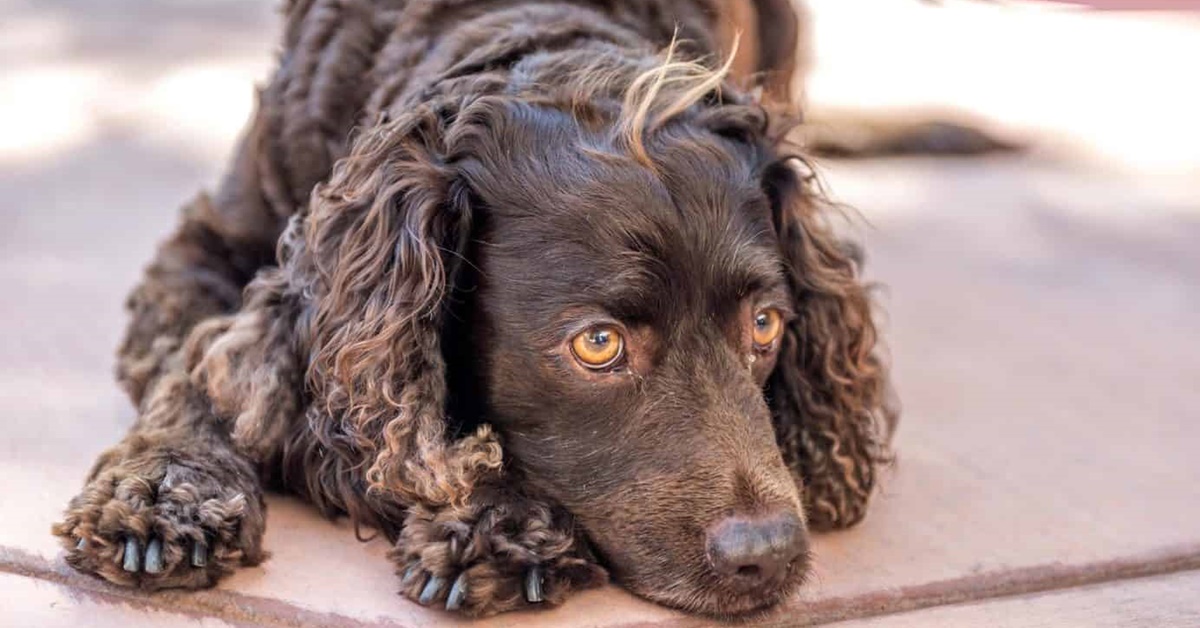 American Water Spaniel, malattie comuni e problemi: elenco e come evitarle