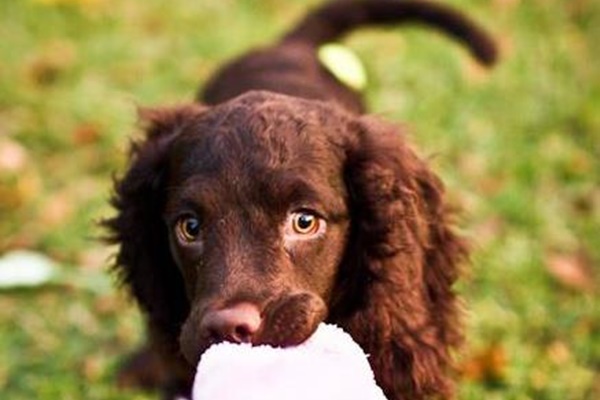 cucciolo che gioca con una palla