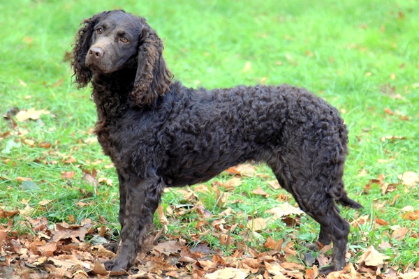 esemplare di american water spaniel