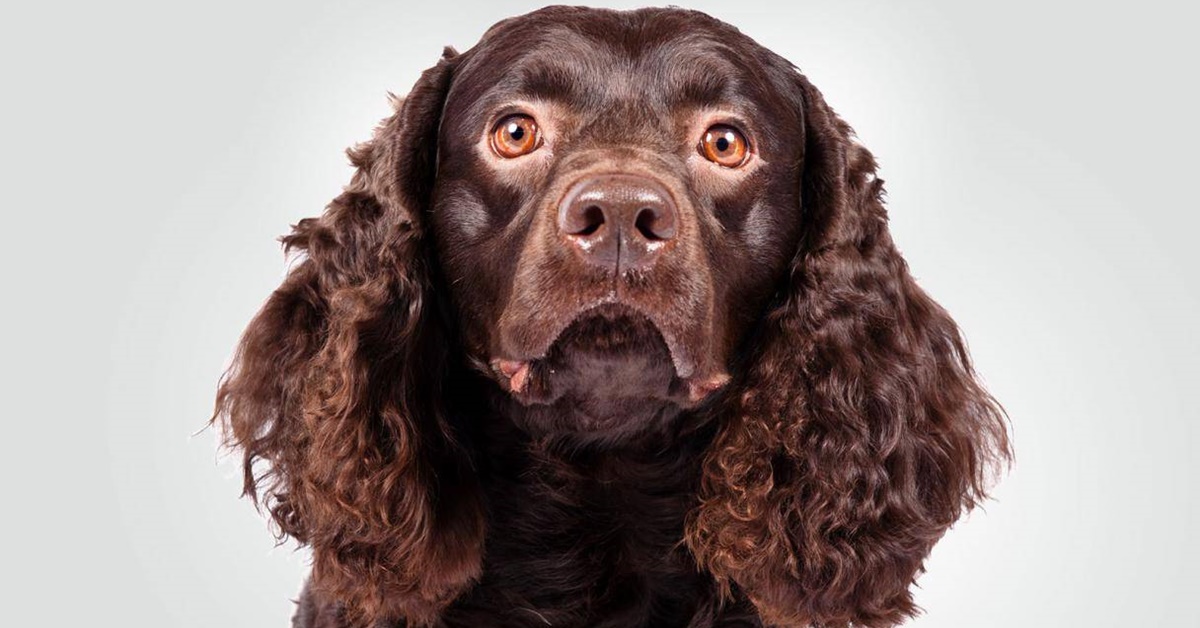 American Water Spaniel, cane obbediente? Cosa sapere sulla sua educazione