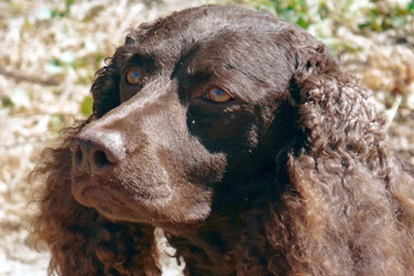 cane con naso grande e olfatto sviuppato