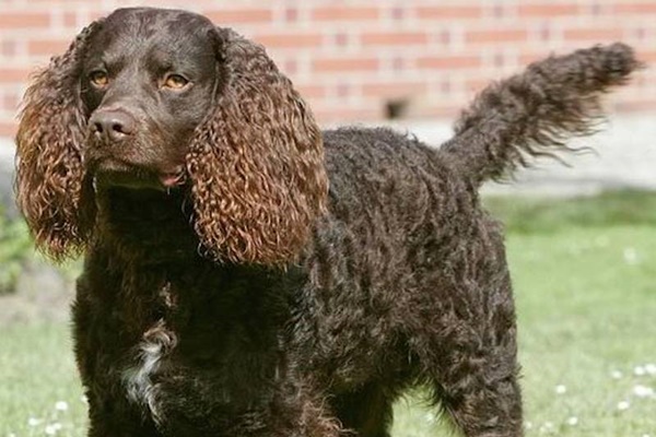 cane va spazzolato almeno una volta alla settimana