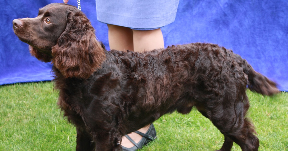 American Water Spaniel, pelo e toelettatura: come curarlo, quanto ne perde?